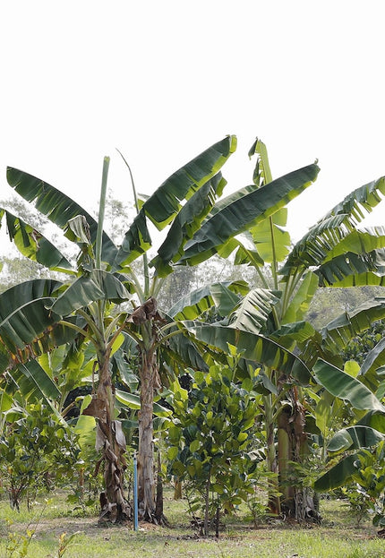 Natural Banana Silk Scarf, 45*59 inches, 105 GSM, Vegan Silk Scarf