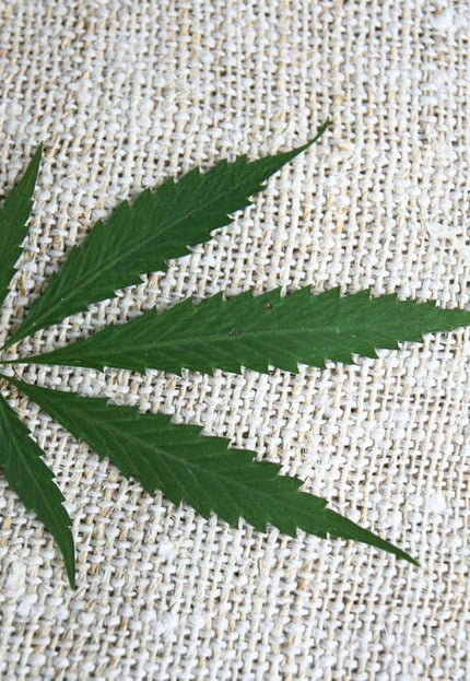 Pure Hemp 3-ply Naturally Dyed Fabric by the yard, 36 inches wide, 514 GSM